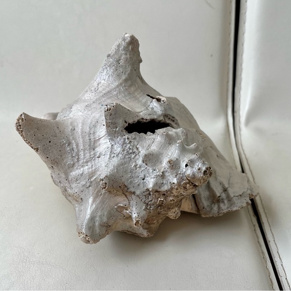 Large shell - Picture 12 of 12